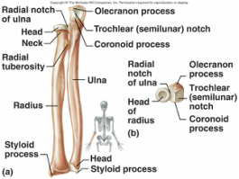 Elbow Anatomy - MKS