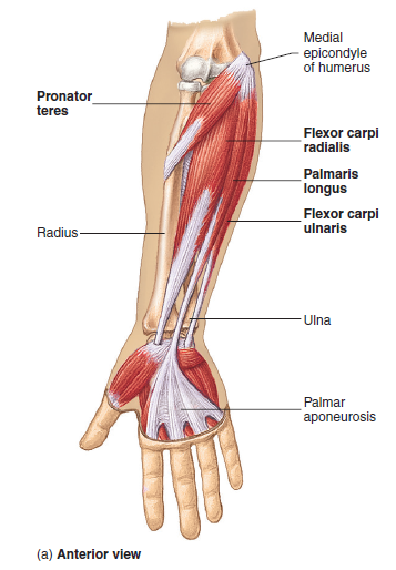  Elbow Anatomy MKS